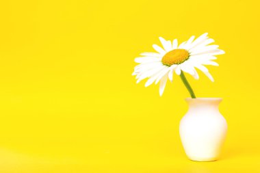 Sarı arkaplanda beyaz bir sürahi içinde papatya çiçeği ve yakın çekim alanı.