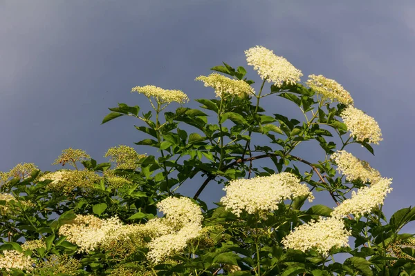 a large flowering elderberry tree against a cloudy sky