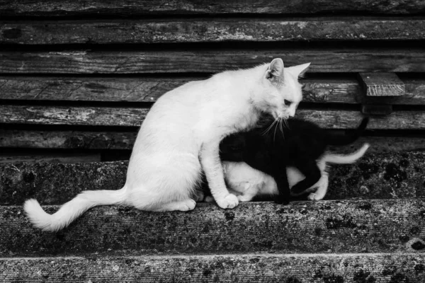 Weiße Katze Füttert Ihre Kätzchen Schwarz Weiß Schwarz Weiß Foto — Stockfoto