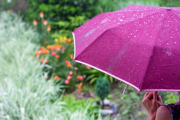 夏の雨の日に公園に紫の傘を差した若い女性が — ストック写真