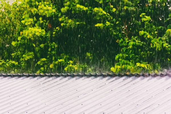金属の屋根にぶつかる緑の葉を背景に夏や春の雨 — ストック写真
