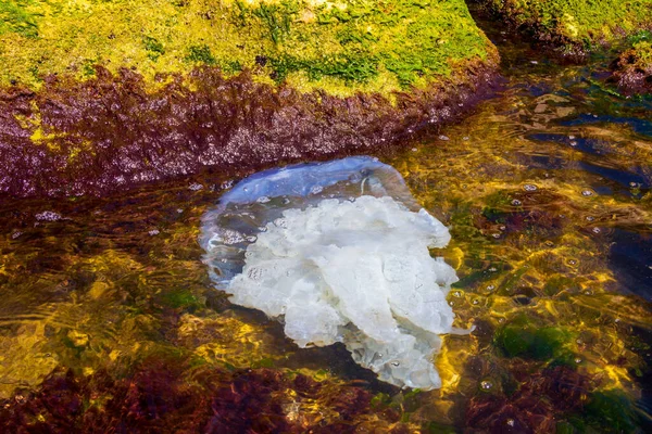 Grote Dode Stekende Kwallen Rhizostoma Pulmo Bij Kust Het Zeewater — Stockfoto