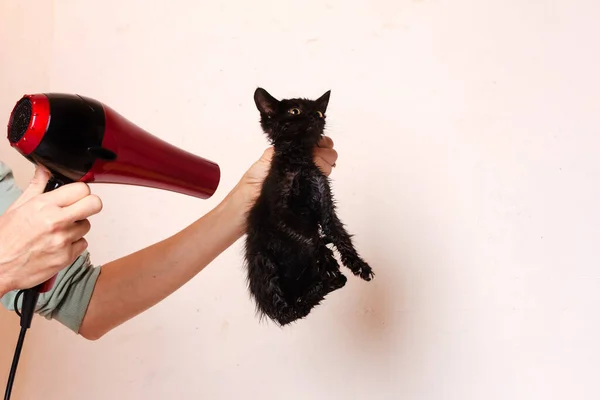 Una Donna Asciuga Piccolo Gattino Nero Bagnato Dopo Bagno Con — Foto Stock