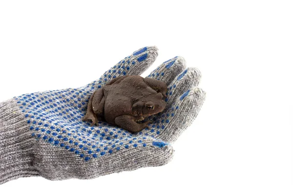 Ένα Ανθρώπινο Χέρι Ένα Γάντι Κρατά Ένα Γήινο Βάτραχο Απομονωμένο — Φωτογραφία Αρχείου