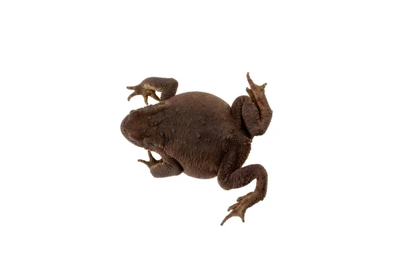 Grote Kaukasische Aarden Pad Geïsoleerd Witte Achtergrond Close Bovenaanzicht — Stockfoto