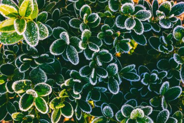 Yeşil yaprakları olan boxwood dalları, yakın çekim buzla kaplı.