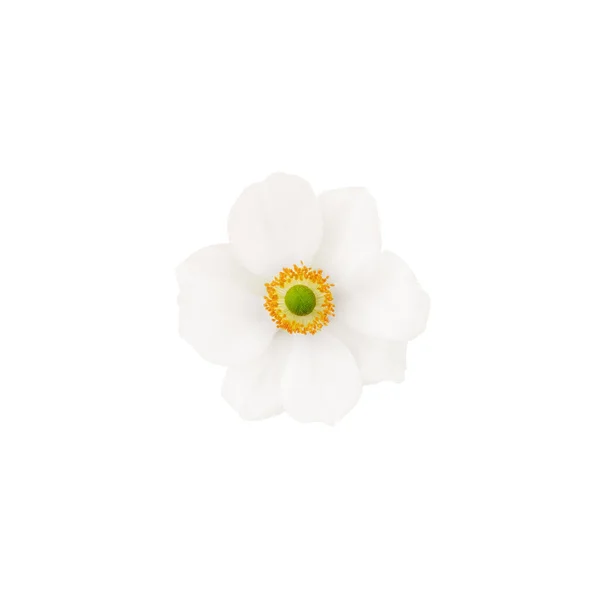 Kwiat Anemon Białymi Płatkami Izolowane Białym Tle Widok Góry — Zdjęcie stockowe