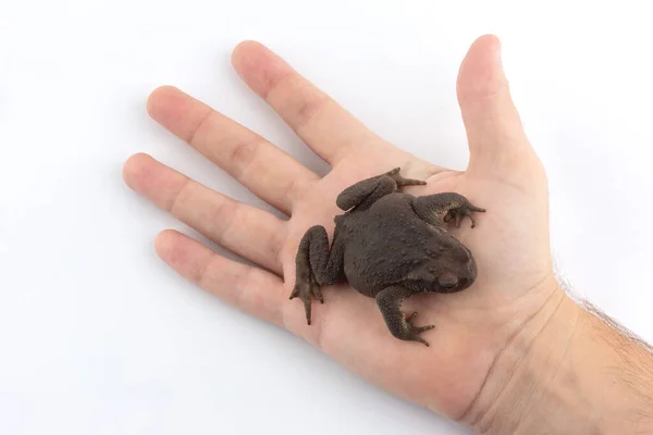 Una Mano Humana Sostiene Sapo Tierra Sobre Fondo Blanco —  Fotos de Stock