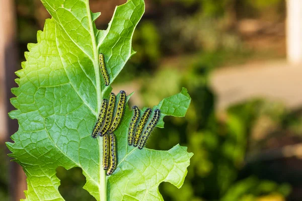 Caterpillars Pieris Brassicae Eat Green Horseradish Leaf — Stock Photo, Image