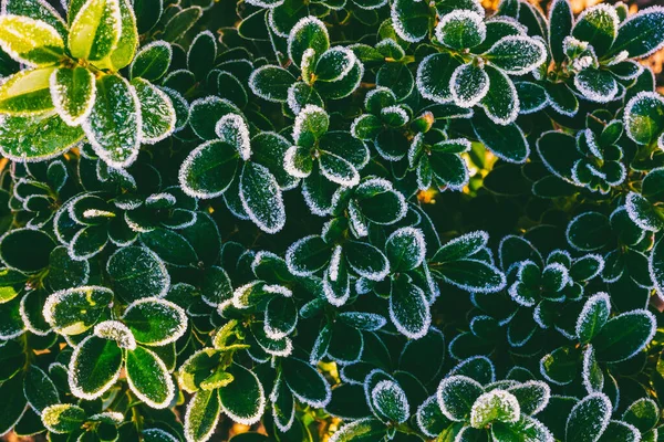 Boxwood Takken Met Groene Bladeren Bedekt Met Vorst Bovenaanzicht Close — Stockfoto