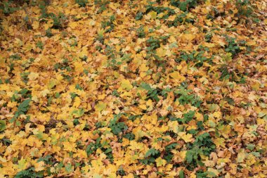 Sonbahar Yaprakları