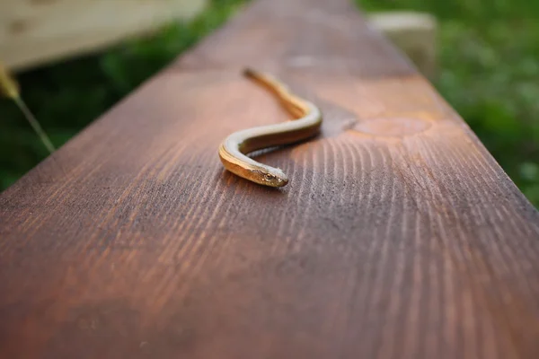 Pequeña serpiente — Foto de Stock