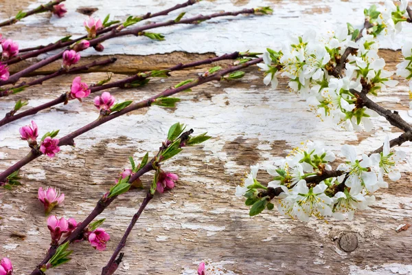 Les branches florissantes — Photo