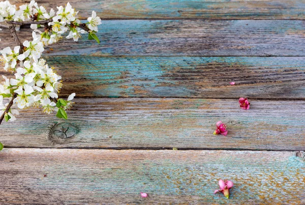 The blossoming branches — Stock Photo, Image