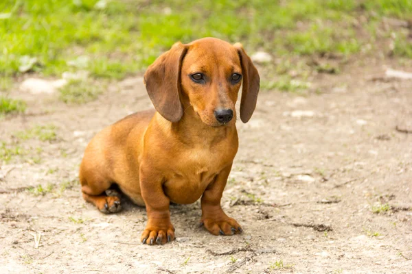 Dachshund. — Foto de Stock