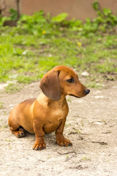 Dachshund. — Foto de Stock