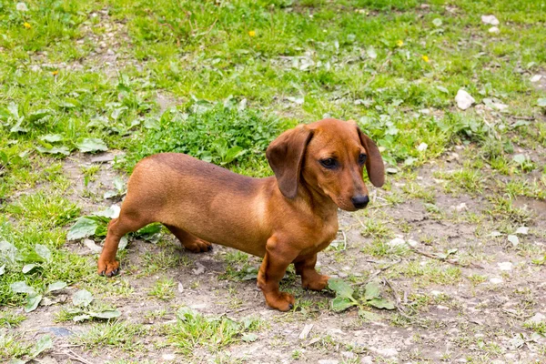 Dachshund. — Fotografia de Stock