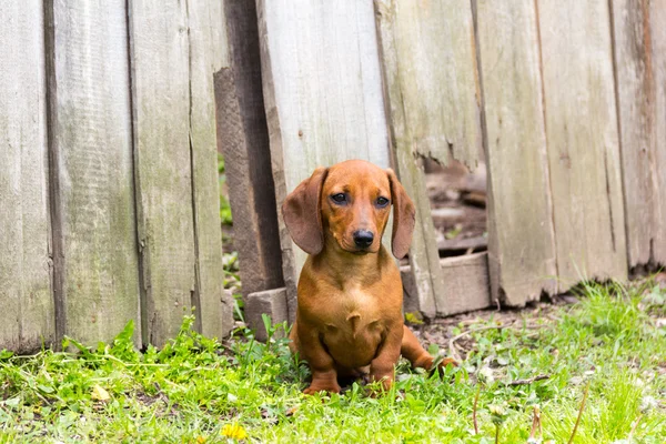 Dachshund. — Foto de Stock