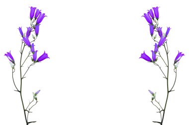 çiçekler bluebells