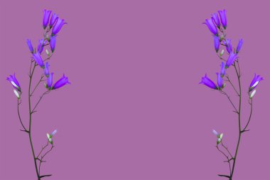 çiçekler bluebells