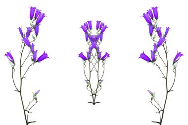 çiçekler bluebells