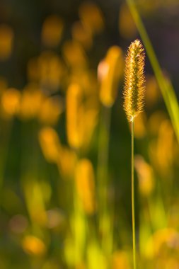 çayır Tilki kuyruğu