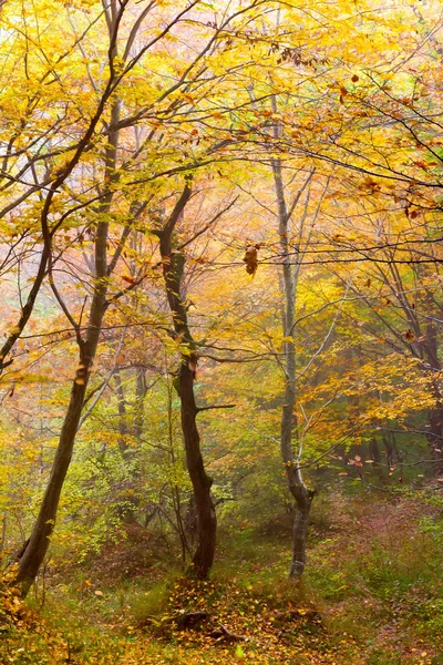 Foggy day in a colorful autumn forest, selective focus — Stock Photo, Image