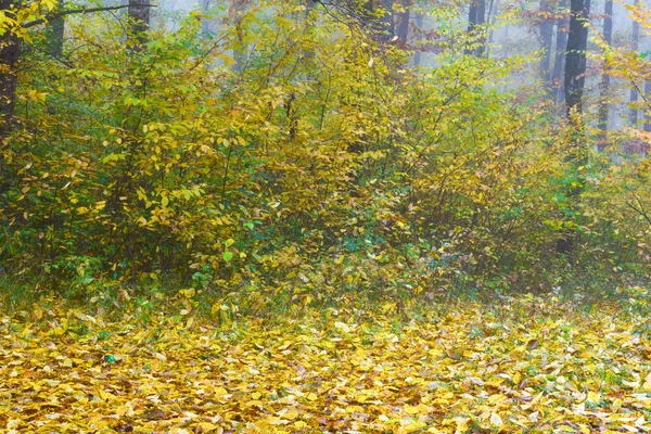 Prado del bosque sembrado de hojas amarillas de otoño —  Fotos de Stock