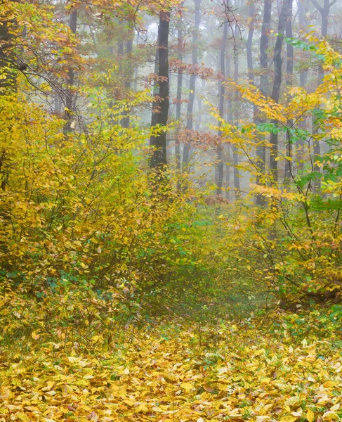 Día de niebla en un colorido bosque de otoño —  Fotos de Stock