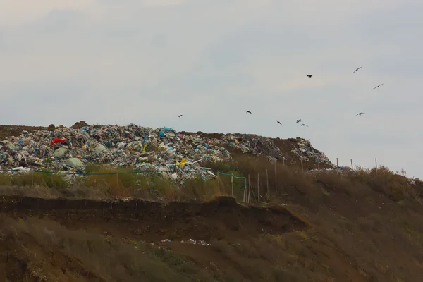 hill with a garbage dump and flying crow