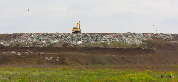 excavator at the garbage dump and stray dogs on the lush green w