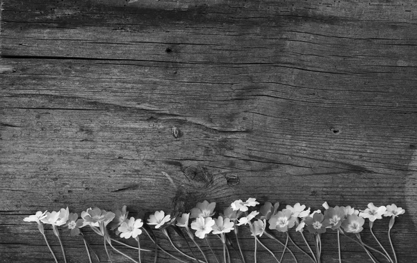 Early spring flowers primula laid out in a row on an old cracked wooden board, in black and white. Free space for text. Copy space — Stock Photo, Image