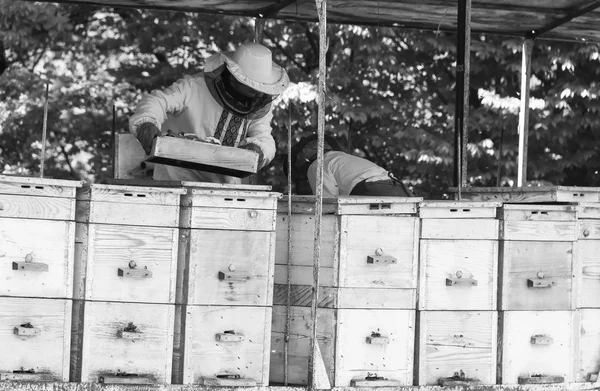 Gli apicoltori lavorano con gli alveari in una giornata estiva. foto in bianco e nero — Foto Stock