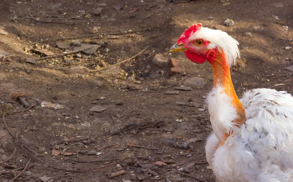 O retrato de perfil de galinha nua pescoço Transilvânia. Espaço para cópia. Espaço livre para texto. Raças de carne de ovo de galinhas — Fotografia de Stock