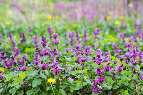 Glade con erbe primaverili fiorite viola ortica morta e tarassaco. Copia spazio — Foto Stock