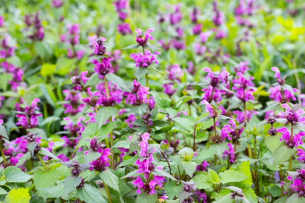 Glade con erbe primaverili fiorite viola ortica morta. Copia spazio — Foto Stock