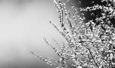 Bir bulutlu gökyüzü fon karşı meyve ağacı dalları çiçeklenme. Metin için özgür yer. Uzay kopyalayın. Siyah ve beyaz fotoğraf