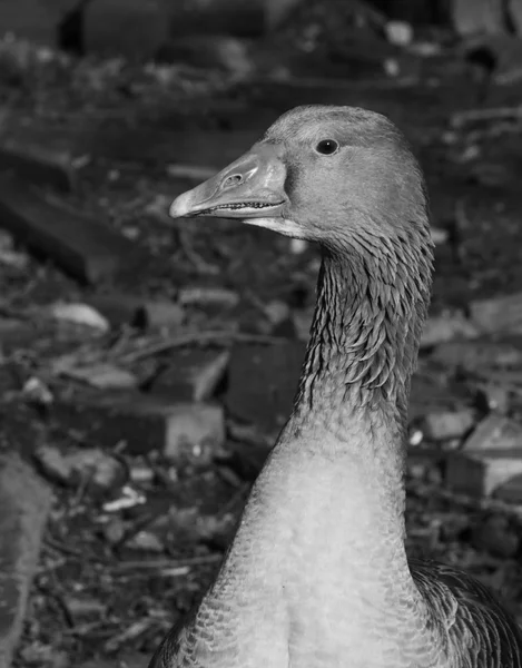 The profile portrait of a gray goose on a farm. Black and white photo — Stock Photo, Image