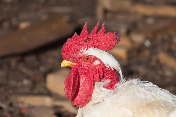 Potret profil ayam putih Transylvania. Salin ruang. Ruang kosong untuk teks. Telur keturunan daging ayam Stok Lukisan  