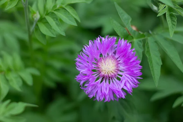 Fiore perenne fiordaliso imbiancato sullo sfondo di foglie verdi . — Foto Stock