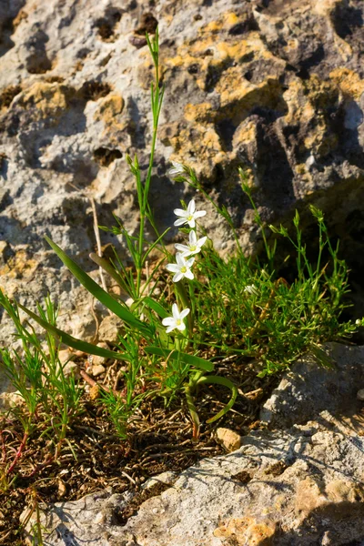 Белые весенние дикие цветы, растущие на скалах. Селективный фокус — стоковое фото