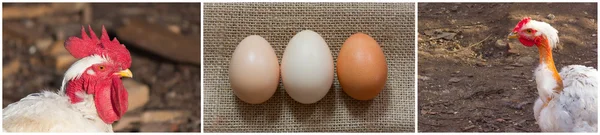 A collage of photographs of profile portraits of a chicken and rooster and eggs on the matting. The concept farm, poultry farm, rural life