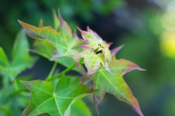 Młodych zielonych liści klonu. Płytkiej głębi ostrości — Zdjęcie stockowe