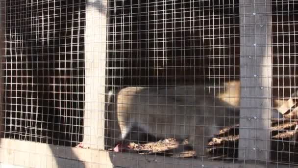 Um par de lobos cinzentos selvagens a correr pela gaiola — Vídeo de Stock