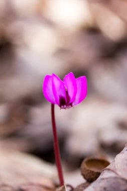 Yalnız orman Siklamen sığ derinlik-in tarla doğal bulanık arka plan üzerinde kırmızı renk çiçek