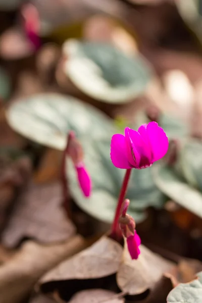 Primi fiori colore ciclamino magenta che cresce nella foresta primo piano, profondità di campo poco profonda — Foto Stock