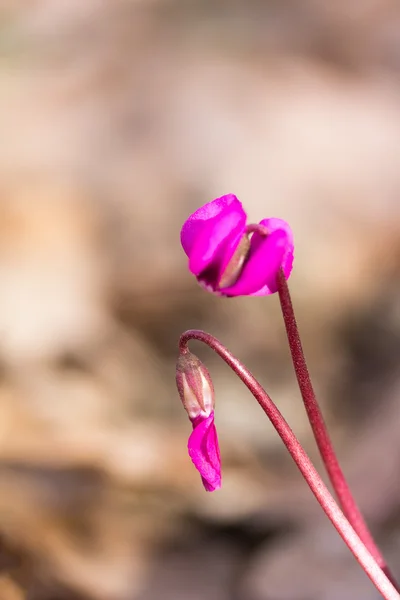 Forest flower cyclamen magenta color on natural blurred background, shallow depth of field, selective focus — Stock Photo, Image