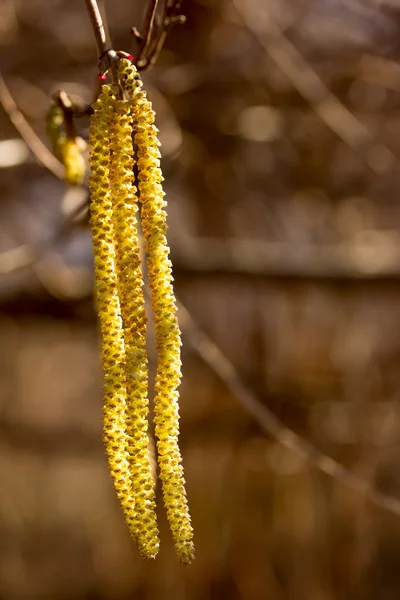 Staminate catkins της hazel ανθοφορία την άνοιξη, κοντινό πλάνο — Φωτογραφία Αρχείου