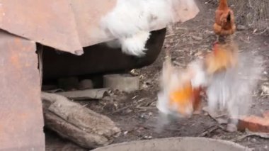 iki horoz çiftlik arasındaki bir kavga. kavram çiftliği, tavuk çiftliği, kırsal yaşam