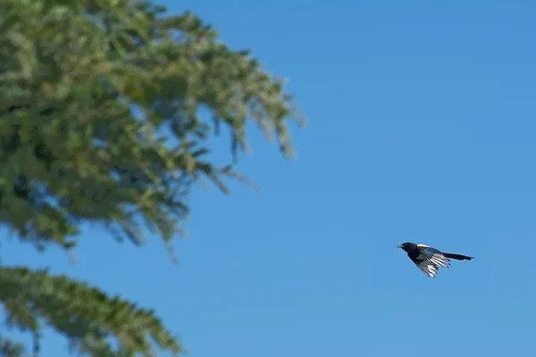Common magpie flying toward the tree — Stock Photo, Image